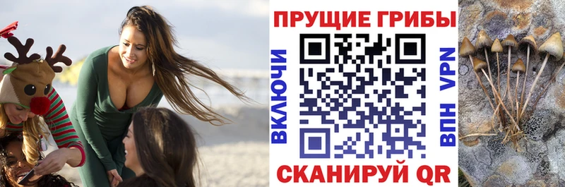 купить наркоту omg ТОР Псилоцибиновые грибы GOLDEN TEACHER Дальнереченск